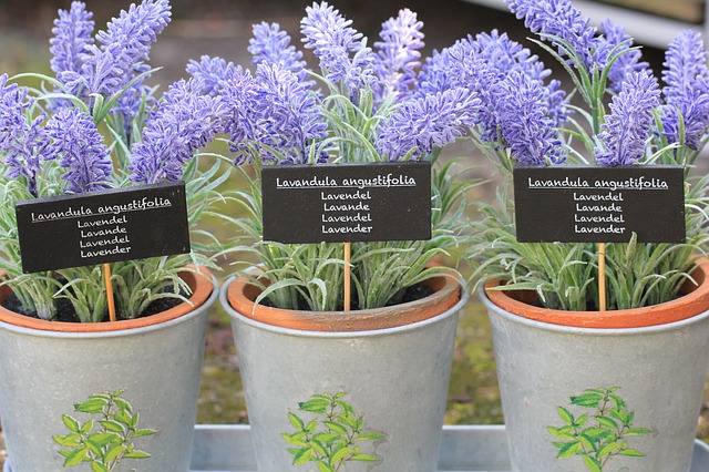 You can also use lavender pots to chase insects away from your bedroom.