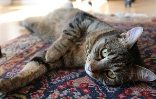 animal-fur-carpets