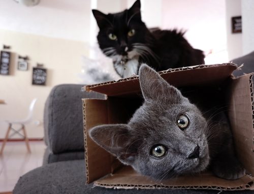 End of Tenancy Cleaning Tips for Pet Owners: Get Your Deposit Back With a Flawless Clean